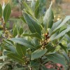 Лавр благородный (Laurus nobilis) 