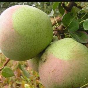 Груша Десертная россошанская