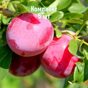 Комплект 5шт / Алыча Евгения (Ранняя/Красная)