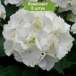 Комплект 5шт / Гортензия White Wonder (крупнолистная)