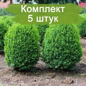 Комплект 5шт / Самшит мелколистный Фолкнер (Предзаказ)