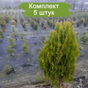 Комплект 5шт / Туя Колумна сеянец до 15 см (Предзаказ)