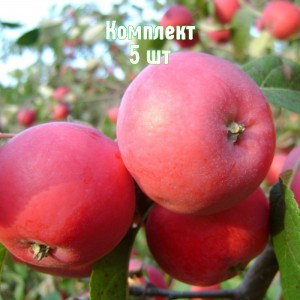 Комплект 5шт / Яблоня Алтайская красавица