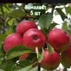 Комплект 5шт / Яблоня Скала: фото и описание
